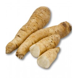 ARRACACHA