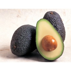 AGUACATES HASS KILO