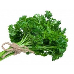 PEREJIL FRESCO