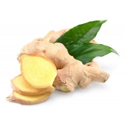 JENGIBRE