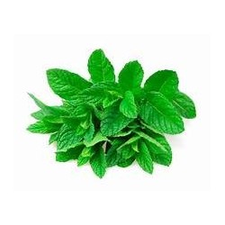 HOJA DE MENTA FRESCA