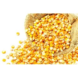 MAIZ CASCARA x1000