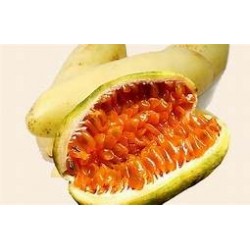 CURUBA KILO - REDONDA