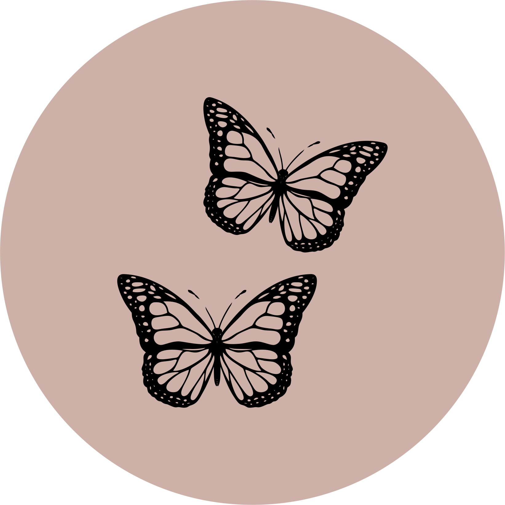 MARIPOSAS Y CRISALIDAS 