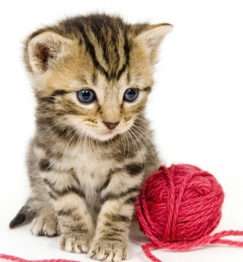 JUGUETES Y ACCESORIOS CAT