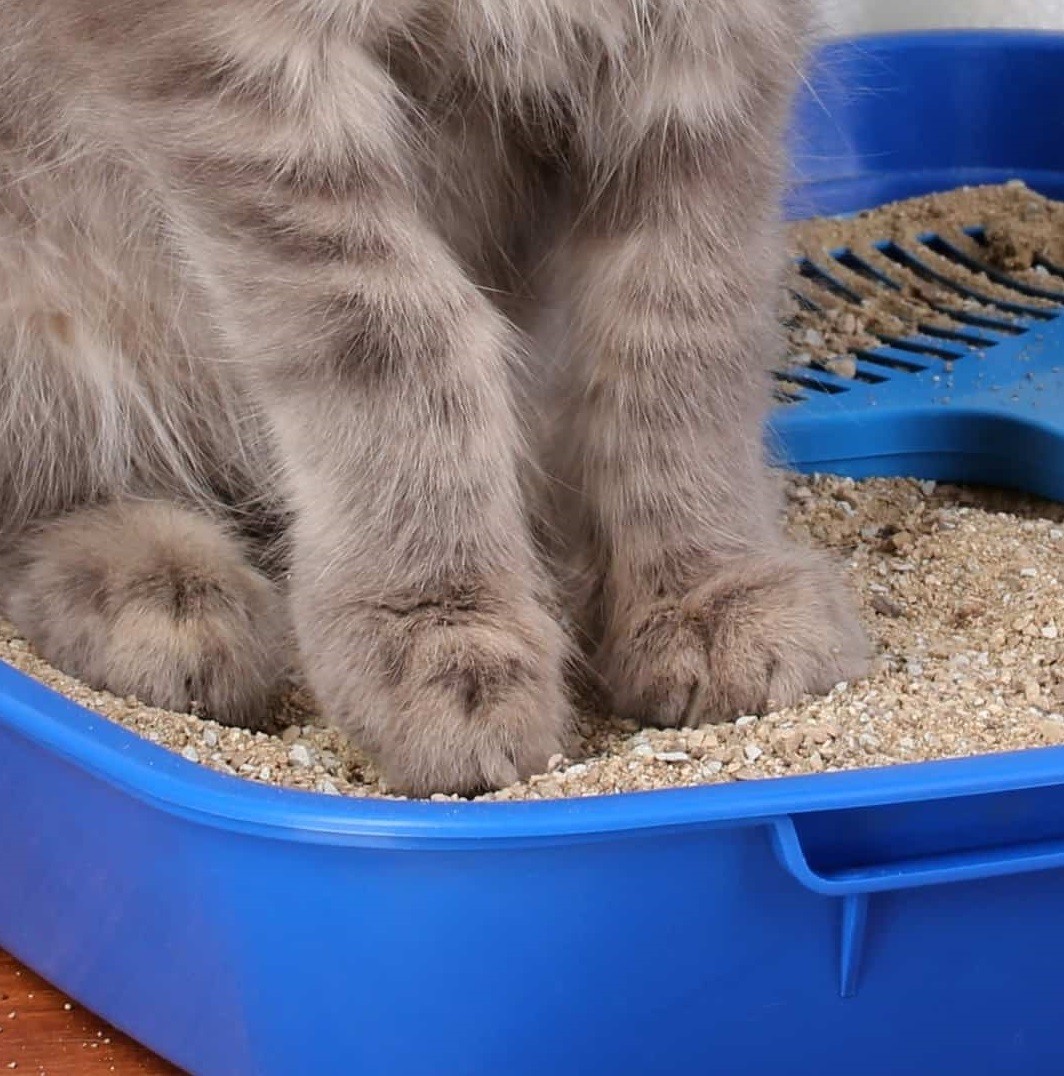 HIGIENE DE MI MASCOTA