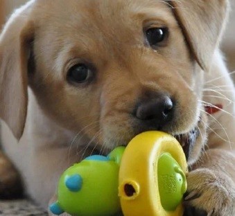 JUGUETES Y ACCESORIOS DOG